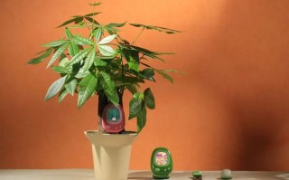 像玩游戏一样养花：AI电子宠物Senso让你听懂植物的“喜怒哀乐”